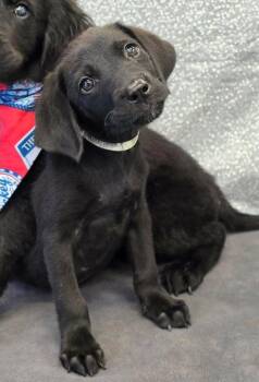 Fern -  Labrador Retriever Dog for Adoption in Sedalia, Colorado - Fern | PetCurious