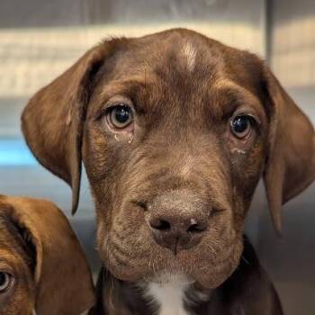 Theodore -  Mixed Breed Dog for Adoption in Bentonville, Arkansas - Theodore | PetCurious
