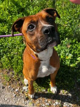 Boxer Dogs Available for Adoption - Zero | PetCurious