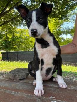 Perdita -  Mixed Breed Dog for Adoption in Huntsville, Alabama - Perdita | PetCurious
