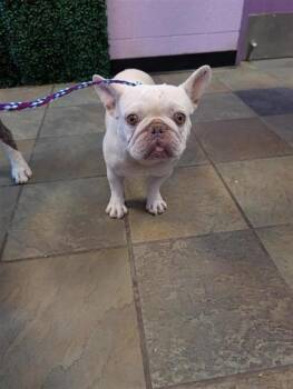 61354646 -  English Bulldog and Mixed Breed Dog for Adoption in El Paso, Texas - 61354646 | PetCurious