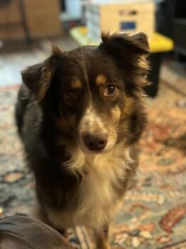 Rescue Australian Shepherd Dogs for Adoption in Ontario, California - Honey MS | PetCurious