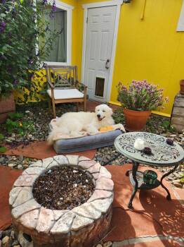 Great Pyrenees Dogs Available for Adoption in Oakland, California - Thomas Franklin Noodlebaum | PetCurious