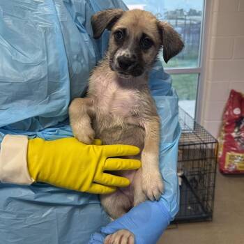 Offilia -  Shepherd and Mixed Breed Dog for Adoption in San Antonio, Texas - Offilia | PetCurious