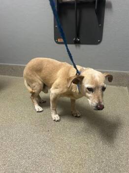 Chihuahua and Dachshund Dogs Available for Adoption in Las Vegas, Nevada - RICK | PetCurious