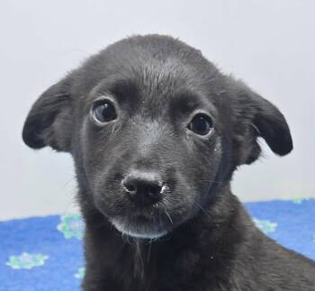 Atlanta -  Spaniel and Chihuahua Dog for Adoption in Newport, Tennessee - Atlanta | PetCurious
