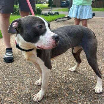 Ruby aka Woobie (Formerly Rosie) -  American Staffordshire Terrier and Mixed Breed Dog for Adoption in Bartlett, Tennessee - Ruby Aka Woobie (Formerly Rosie) | PetCurious