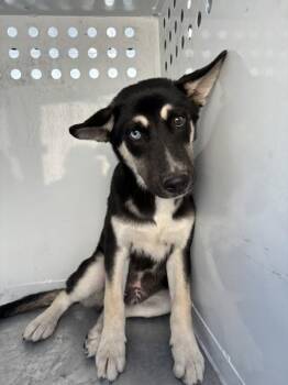 Piglet -  Shepherd Dog for Adoption in Victorville, California - Piglet | PetCurious