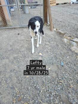 Border Collie Dogs Available for Adoption in Nucla, Colorado - Lefty | PetCurious