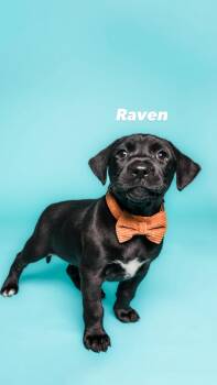 Rescue Pit Bull Terrier and Boxer Dogs for Adoption in Columbia, Missouri - Gothic Girls Litter | PetCurious