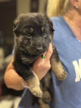 Rescue German Shepherd Dog Dogs for Adoption in Palo Alto, California - Baby | PetCurious