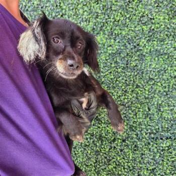 61182174 -  Dachshund and Mixed Breed Dog for Adoption in El Paso, Texas - 61182174 | PetCurious