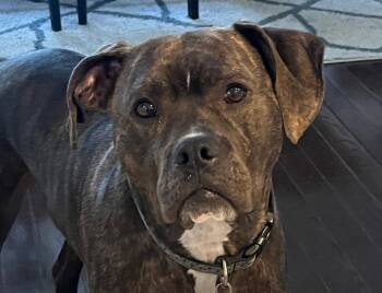 Rescue Boxer Dogs for Adoption in Atlantic Highlands, New Jersey - Rocky - Courtesy Post | PetCurious