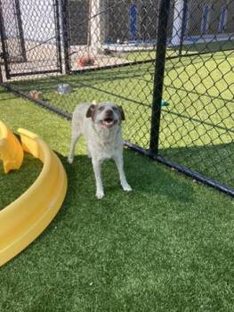 Rescue Australian Shepherd Dogs for Adoption in Chesapeake, Virginia - Delta | PetCurious