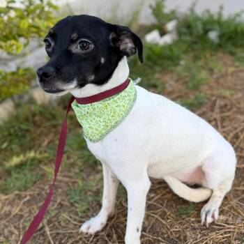Chihuahua Dogs Available for Adoption - Sofi | PetCurious
