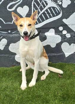 Goose -  Terrier and Cattle Dog Dog for Adoption in New York, New York - Goose | PetCurious