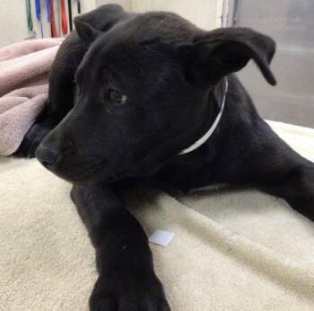 Pit Bull Terrier Dogs Available for Adoption in Riverside, California - CHLOE | PetCurious