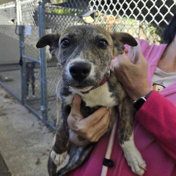 Shuri -  Labrador Retriever and Hound Dog for Adoption in East Hanover, New Jersey - Shuri | PetCurious