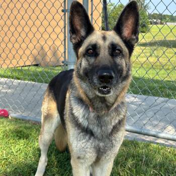 Rescue German Shepherd Dog Dogs for Adoption in League City, Texas - Bloom | PetCurious