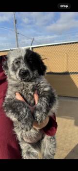 Australian Shepherd Dogs Available for Adoption - Pumpkin | PetCurious