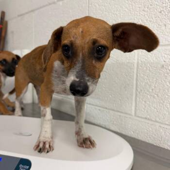 Cookie Crisp -  Dachshund Dog for Adoption in Edinburg, Texas - Cookie Crisp | PetCurious