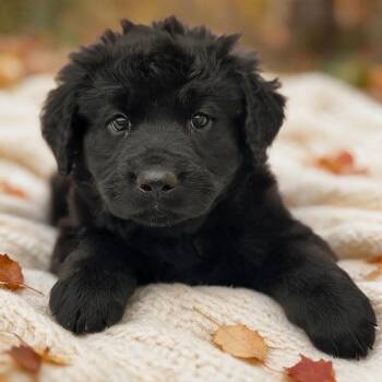 Book Pup - Fancy Pants -  Labrador Retriever and Newfoundland Dog Dog for Adoption in San Diego, California - Book Pup - Fancy Pants | PetCurious