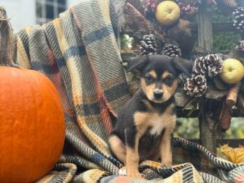 Rescue Chihuahua and Miniature Pinscher Dogs for Adoption in Tacoma, Washington - Shadow | PetCurious