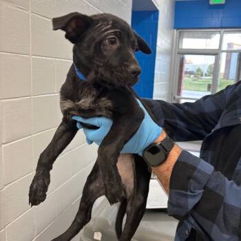 Terrier Dogs Available for Adoption - Eli | PetCurious