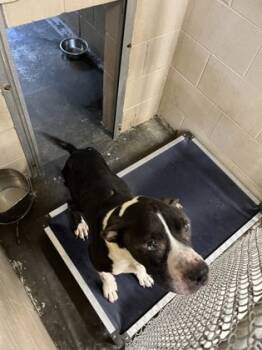 Rescue Pit Bull Terrier and Mixed Breed Dogs for Adoption in Seneca, South Carolina - Boomer HW+ | PetCurious