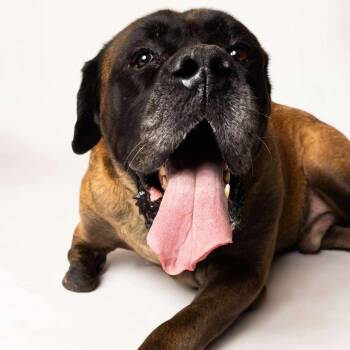 Mastiff Dogs Available for Adoption - Gaspar | PetCurious