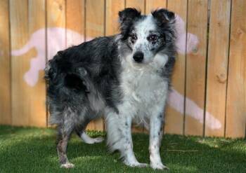 FLY -  Australian Shepherd Dog for Adoption in West Valley City, Utah - FLY | PetCurious
