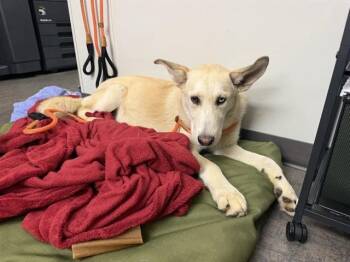 SNOWBALL -  Siberian Husky and German Shepherd Dog Dog for Adoption in Ontario, California - SNOWBALL | PetCurious