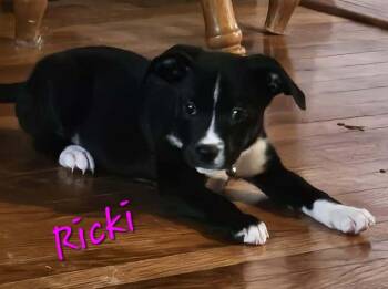 Ricki -  Catahoula Leopard Dog Dog for Adoption in West Peoria, Illinois - Ricki | PetCurious