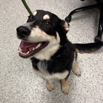 Pancho -  German Shepherd Dog and Mixed Breed Dog for Adoption in Reno, Nevada - Pancho | PetCurious