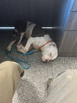 Pit Bull Terrier and American Bulldog Dogs Available for Adoption - Prince | PetCurious