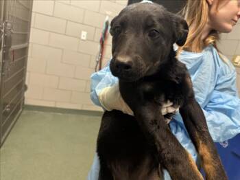 Mixed Breed Dogs Available for Adoption in Santa Fe, New Mexico - MYA | PetCurious