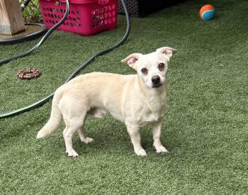 CASPER -  Chiweenie Dog for Adoption in Vandergrift, Pennsylvania - CASPER | PetCurious