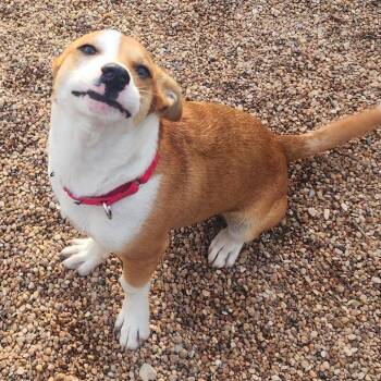 Mixed Breed Dogs Available for Adoption in Cedar Park, Texas - Ollie | PetCurious