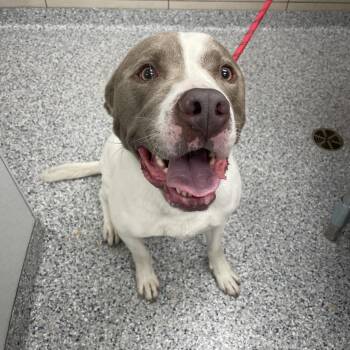 Pretty Boi -  Pit Bull Terrier Dog for Adoption in Chicago, Illinois - Pretty Boi | PetCurious