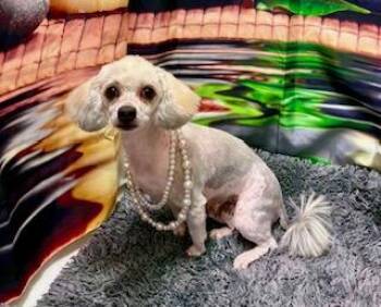 Mabel -  Miniature Poodle Dog for Adoption in Tifton, Georgia - Mabel | PetCurious