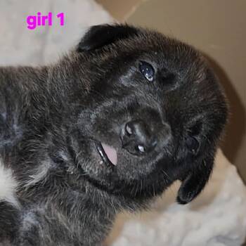 Mixed Breed Dogs Available for Adoption in Madison, Wisconsin - Ruby | PetCurious