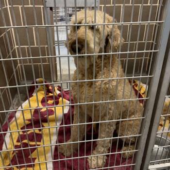 Maxy Waxy Doggy Woggy -  Golden Retriever and Poodle Dog for Adoption in Northbrook, Illinois - Maxy Waxy Doggy Woggy | PetCurious