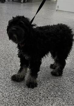 Poodle and Cocker Spaniel Dogs Available for Adoption in Palmetto, Florida - A135824 | PetCurious