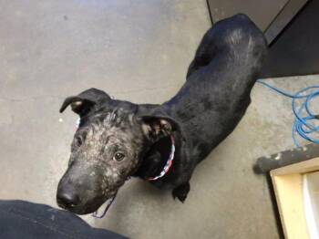 JACK -  Labrador Retriever and Mixed Breed Dog for Adoption in Tulsa, Oklahoma - JACK | PetCurious