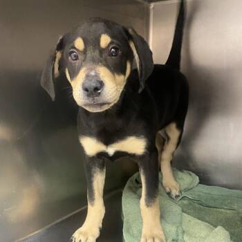Tanner -  Hound and Mixed Breed Dog for Adoption in Columbus, Georgia - Tanner | PetCurious