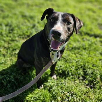 Dottie -  Border Collie Dog for Adoption in Chico, California - Dottie | PetCurious