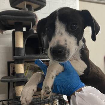 Mixed Breed Dogs Available for Adoption in Edinburg, Texas - Zack | PetCurious