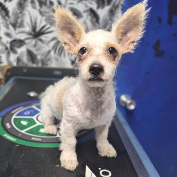 Crumb -  West Highland White Terrier Westie and Jack Russell Terrier Dog for Adoption in Wahiawa, Hawaii - Crumb | PetCurious