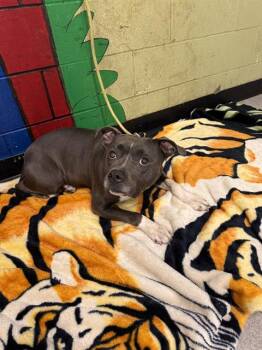 Rescue American Bulldog Dogs for Adoption in Indianapolis, Indiana - CREEK | PetCurious