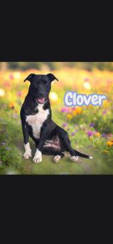 Clover -  Pit Bull Terrier Dog for Adoption in Camden, Tennessee - Clover | PetCurious